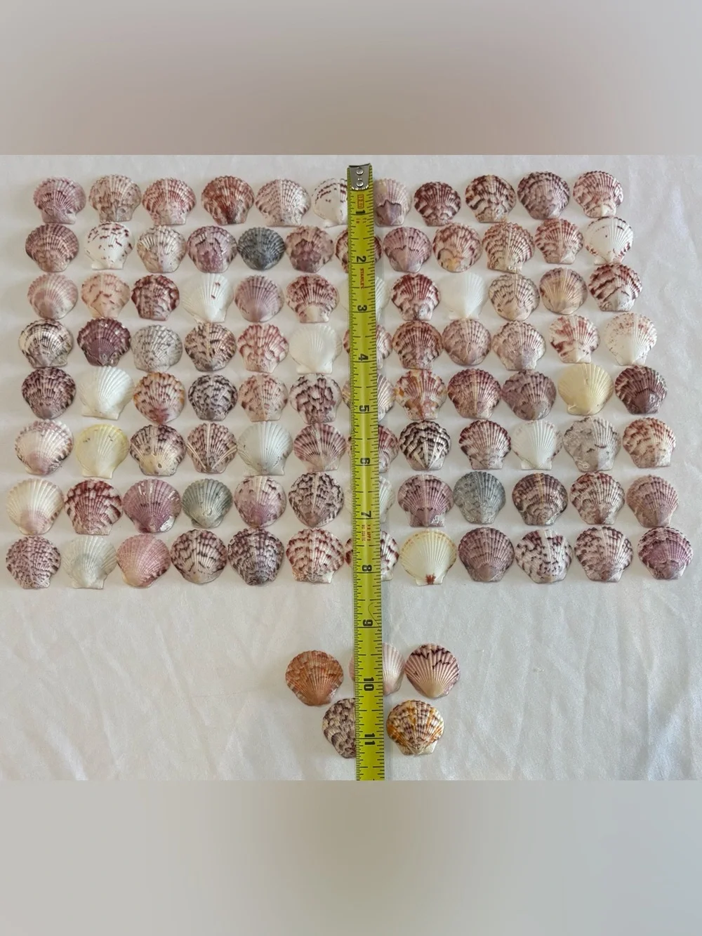 100 LOT SEA SHELLS SANIBEL, FLORIDA SCALLOPS 1